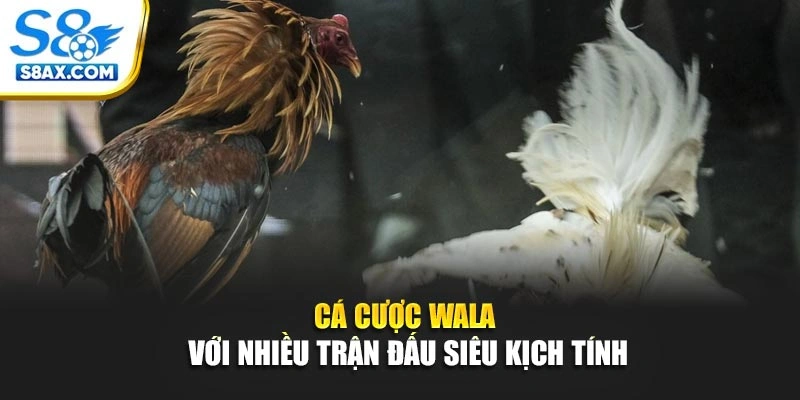 Cá cược Wala với nhiều trận đấu siêu kịch tính