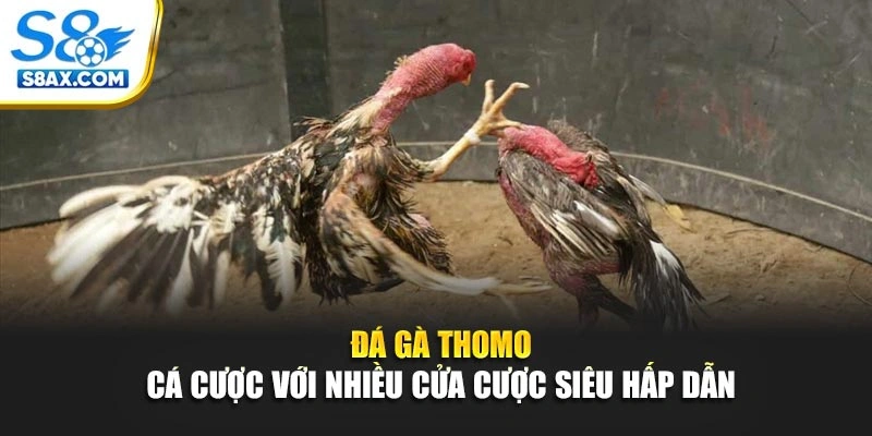 Đá Gà Thomo - Cá Cược Với Nhiều Cửa Cược Siêu Hấp Dẫn