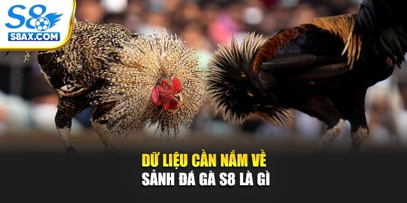 Dữ liệu cần nắm về sảnh đá gà S8 là gì