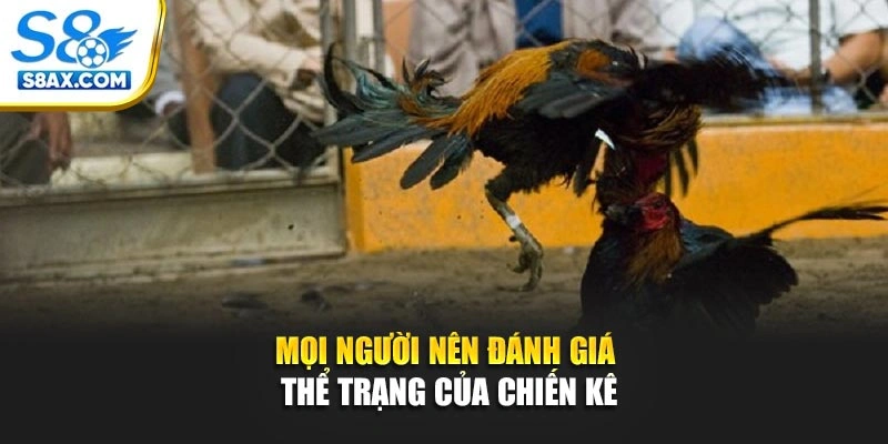 Mọi người nên đánh giá thể trạng của chiến kê